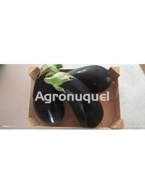 Berenjenas - Imagen 1