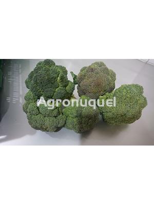 BRECOL ECOLOGICO - Imagen 1