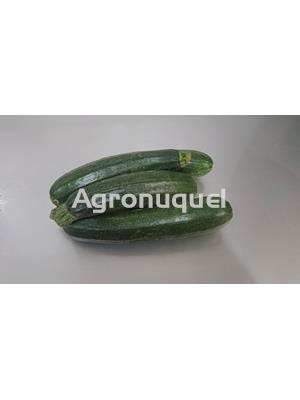 CALABACIN ECOLOGICO - Imagen 2