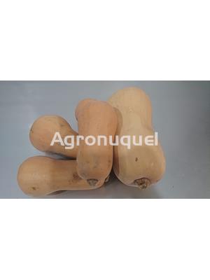 CALABAZA VIOLIN ECOLÓGICA - Imagen 1