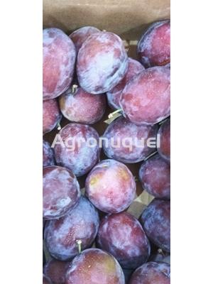 CIRUELAS FRAILE - Imagen 1