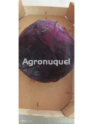 COL LOMBARDA - Imagen 1