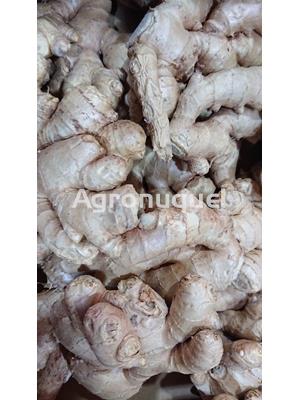 Jengibre ECOLÓGICO - Imagen 1