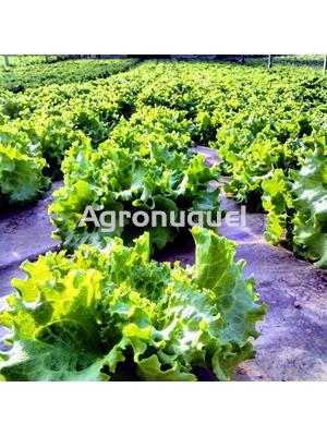 LECHUGA ECOLOGICA - Imagen 2