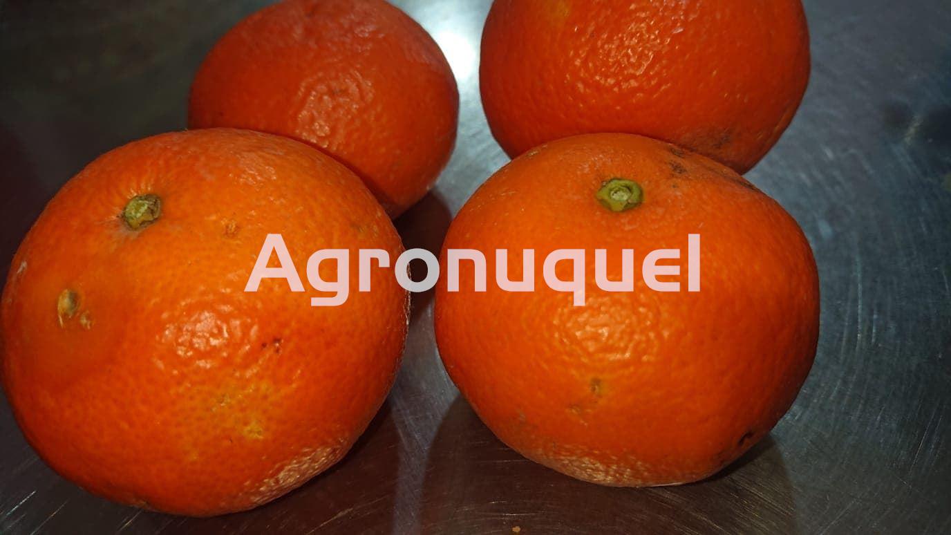 MANDARINA ECOLÓGICA - Imagen 1