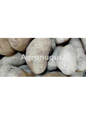 PATATA NUEVA - Imagen 1