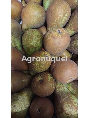 PERA CONFERENCIA ECOLÓGICA - Imagen 1