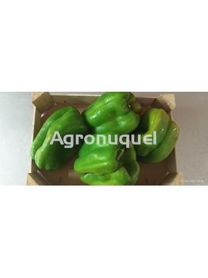 PIMIENTOS MORRÓN VERDES - Imagen 1