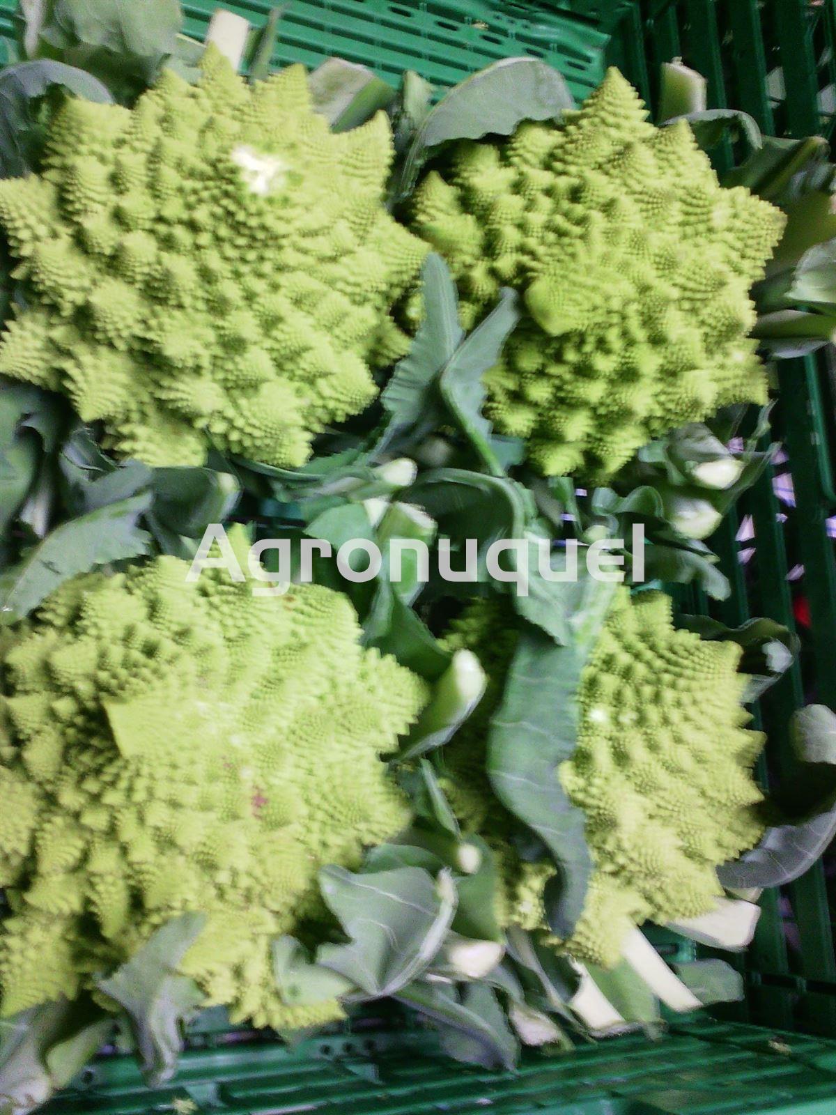 ROMANESCO ECOLOGICO - Imagen 1