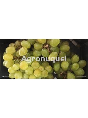 UVA BLANCA - Imagen 1